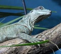 Amboina sail-finned lizard  closeup 19 Royalty Free Stock Photo