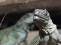 Amboina sail-finned lizard  closeup 24 Royalty Free Stock Photo