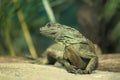 Amboina Sailfin Lizard Royalty Free Stock Photo