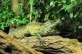 Amboina sailfin lizard Royalty Free Stock Photo