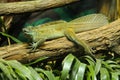 Amboina sailfin lizard Royalty Free Stock Photo