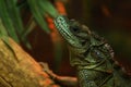 Amboina sailfin lizard on tree branch at herpetarium, closeup Royalty Free Stock Photo