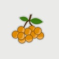 Longan fruit vector with flat style