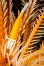 ambon crinoid shrimp