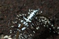 Ambon Crinoid Shrimp Laomenes amboinensis