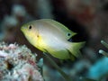 Ambon damsel Royalty Free Stock Photo