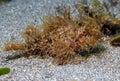 Ambon Scorpionfish Royalty Free Stock Photo