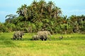 Amboseli elephants Royalty Free Stock Photo