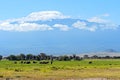 Amboseli elephants Royalty Free Stock Photo