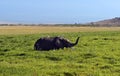 Amboseli elephants Royalty Free Stock Photo