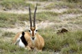 Amboseli - Thomson`s Gazelle Royalty Free Stock Photo