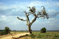 Amboseli national park Royalty Free Stock Photo