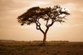 Amboseli national park Royalty Free Stock Photo