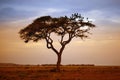 Amboseli national park Royalty Free Stock Photo