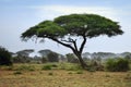 Amboseli national park Royalty Free Stock Photo