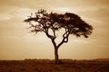 Amboseli national park Royalty Free Stock Photo