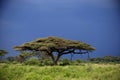 Amboseli during sunset and with storm clouds in background Royalty Free Stock Photo