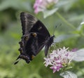 An Ambrax Swallowtail Butterfly