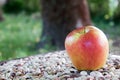 Ambrosia apple in the garden on small stones Royalty Free Stock Photo