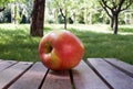 Ambrosia apple on wooden boards in the orchard Royalty Free Stock Photo