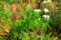 Ambrosia artemisiifolia blooming, known as common ragweed, annual ragweed, and low ragweed