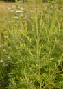 Ambrosia artemisiifolia causing allergy also been called annual ragweed, bitterweed, blackweed, carrot weed, hay fever weed. Royalty Free Stock Photo