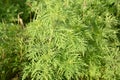 Ambrosia artemisiifolia causing allergy. It has also been called annual ragweed, bitterweed, blackweed, carrot weed Royalty Free Stock Photo