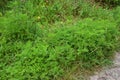 Ambrosia artemisiifolia causing allergy. It has also been called annual ragweed, bitterweed, blackweed, carrot weed, hay fever