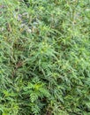Ambrosia artemisiifolia causing allergy Royalty Free Stock Photo