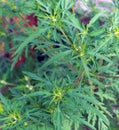 Ambrosia artemisiifolia causing allergy Royalty Free Stock Photo