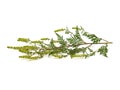 Ambrosia artemisiifolia, known as common ragweed Royalty Free Stock Photo