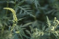Ambrosia artemisiifolia, known as common ragweed, annual ragweed, and low ragweed, the entire plant Royalty Free Stock Photo