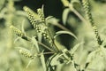 Ambrosia artemisiifolia, known as common ragweed, annual ragweed, and low ragweed, the entire plant Royalty Free Stock Photo