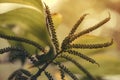 Ambrosia artemisiifolia - One of the most alergic plants.