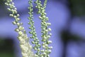 Ambrosia artemisiifolia - One of the most alergic plants.