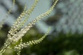 Ambrosia artemisiifolia - One of the most alergic plants.