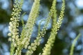 Ambrosia artemisiifolia - One of the most alergic plants.