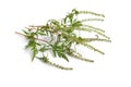 Ambrosia artemisiifolia, ragweed, annual ragweed or low ragweed. Isolated on white background.