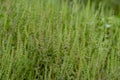 Ambrosia bushes. Ambrosia artemisiifolia causes allergies in summer and autumn. dangerous weed. Its pollen causes severe mouth