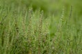 Ambrosia bushes. Ambrosia artemisiifolia causes allergies in summer and autumn. dangerous weed. Its pollen causes severe mouth