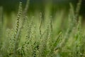 Ambrosia bushes. Ambrosia artemisiifolia causes allergies in summer and autumn. dangerous weed. Its pollen causes severe mouth