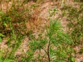 Ambrosia bushes. Ambrosia sagebrush causes allergies in summer and autumn. A dangerous weed whose pollen causes severe allergies