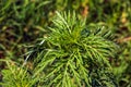 Ambrosia sagebrush before flowering. Ambrosia bloom has an extremely negative impact on human health and agriculture