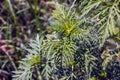 Ambrosia sagebrush before flowering. Ambrosia bloom has an extremely negative impact on human health and agriculture