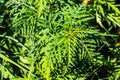 Ambrosia sagebrush before flowering. Ambrosia bloom has an extremely negative impact on human health and agriculture