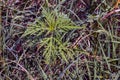 Ambrosia sagebrush before flowering. Ambrosia bloom has an extremely negative impact on human health and agriculture