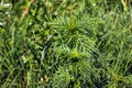 Ambrosia sagebrush before flowering. Ambrosia bloom has an extremely negative impact on human health and agriculture