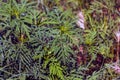 Ambrosia sagebrush before flowering. Ambrosia bloom has an extremely negative impact on human health and agriculture