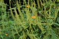 Ambrosia trifida flowers Royalty Free Stock Photo