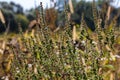 Ambrosia trifida, the giant ragweed, is a species of flowering plant in the family Asteraceae